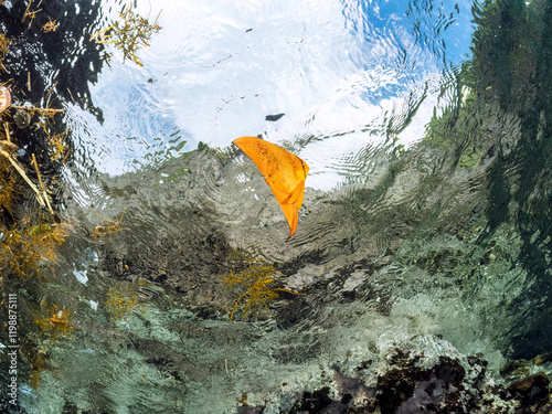 浅瀬を泳ぐ、美しいナンヨウツバメウオ（ツバメウオ属）の幼魚の半水面撮影,
英名学名：Orbicular Batfish (Platax orbicularis) 
静岡県伊豆半島賀茂郡南伊豆町中木ヒリゾ浜2024年
 photo