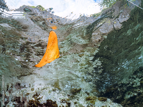 浅瀬を泳ぐ、美しいナンヨウツバメウオ（ツバメウオ属）の幼魚の半水面撮影,
英名学名：Orbicular Batfish (Platax orbicularis) 
静岡県伊豆半島賀茂郡南伊豆町中木ヒリゾ浜2024年
 photo