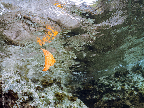 浅瀬を泳ぐ、美しいナンヨウツバメウオ（ツバメウオ属）の幼魚の半水面撮影,
英名学名：Orbicular Batfish (Platax orbicularis) 
静岡県伊豆半島賀茂郡南伊豆町中木ヒリゾ浜2024年
 photo