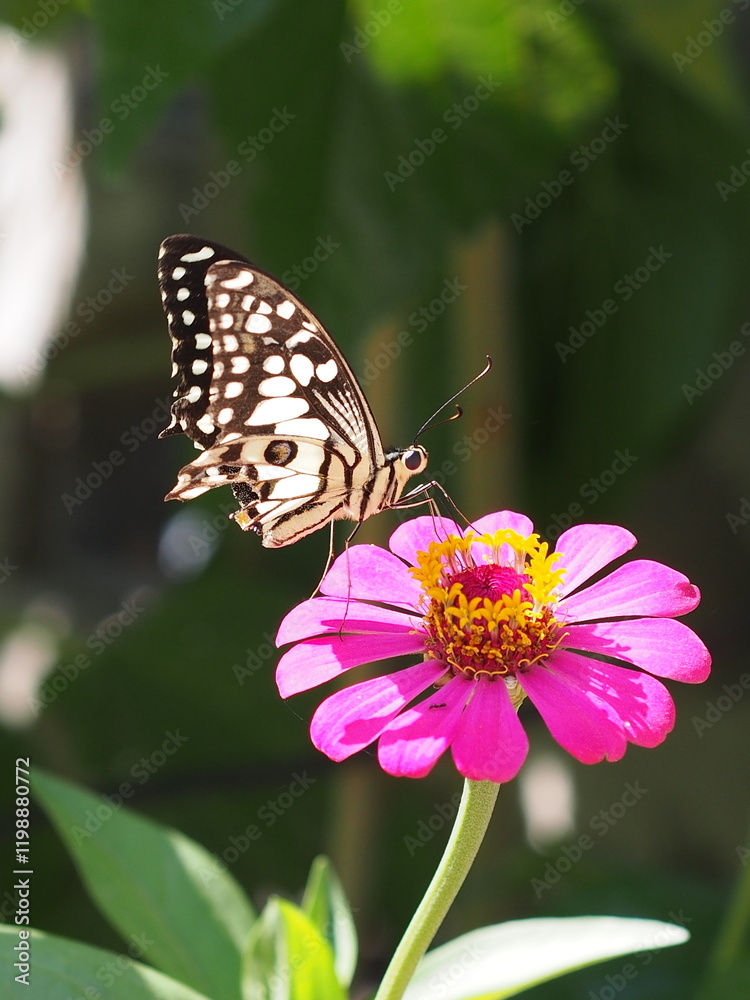 A butterfly sits on a fuchsia-colored zinnia flower. blooming beautifully A butterfly sits on a fuchsia-colored zinnia flower. blooming beautifully