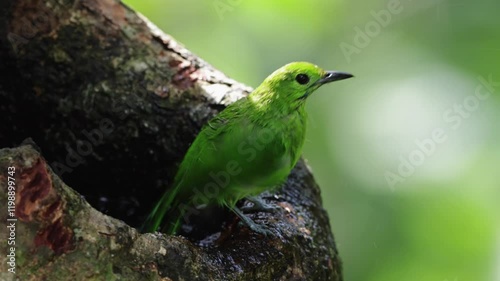 Greater Green Leafbird playing water on a tree hole