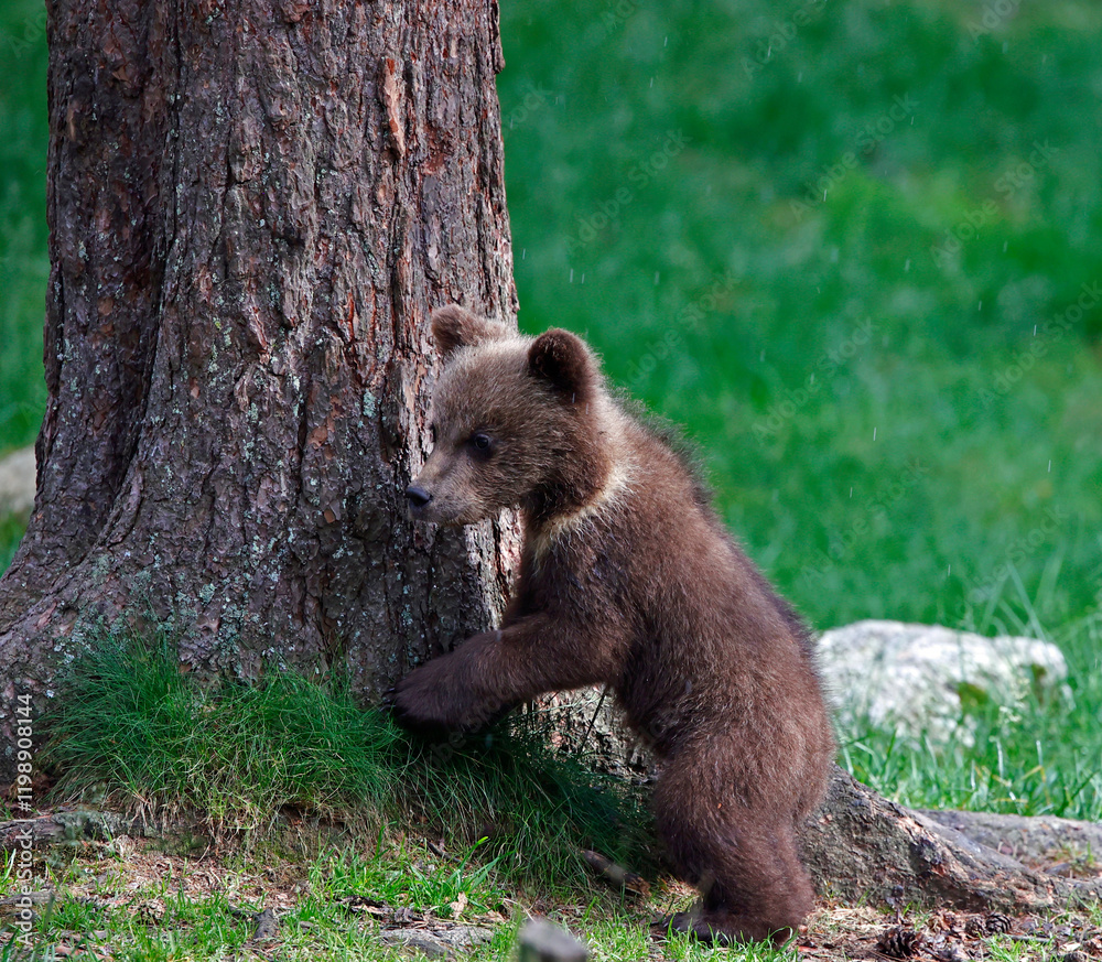 Obraz premium Brown bears playing in the forest
