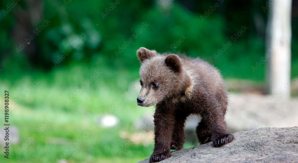 Fototapeta premium Brown bears playing in the forest