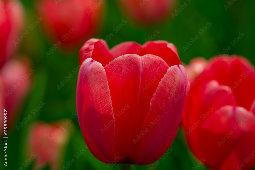 Red Tulip flower in tulip field at spring day. Colorful vivid pink tulips in the park. Spring landscape. Red tulip garden in spring. The Tulip. Beautiful bouquet of tulips in spring nature. Close up Red Tulip flower in tulip field at spring day. Colorful vivid pink tulips in the park. Spring landscape. Red tulip garden in spring. The Tulip. Beautiful bouquet of tulips in spring nature. Close up