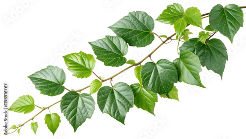 Isolated Hanging Jungle Vine Foliage with Clipping Path