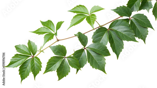 Green Javanese Treebine/Grape Ivy Leaves on White Background