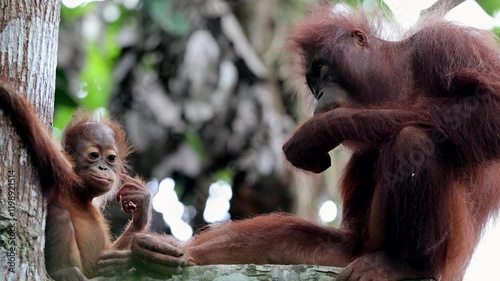 Female Bornean orangutan (orang-utan) with playing baby in her natural environment in the rainforest on Borneo, Sabah.