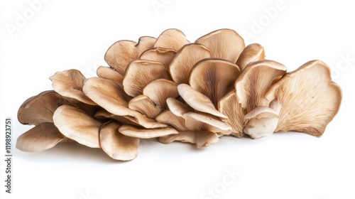 Neat Arrangement of Wild Forest Mushrooms on White Background