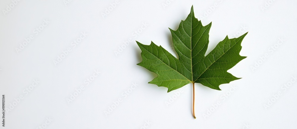 Green maple leaf isolated on white background with copy space for text or design elements. Green maple leaf isolated on white background with copy space for text or design elements.