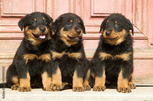 Chiots beauceron assis