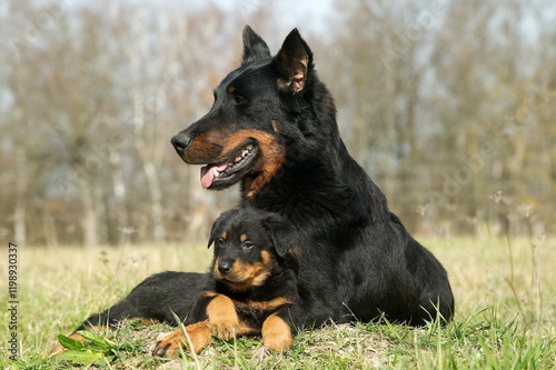 Femelle et chiot beauceron couchés