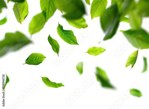 PNG Spring leaves backgrounds plant green. photo