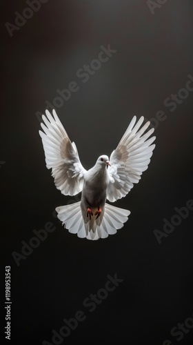 White dove with wide wingspan flying towards the viewer against black background