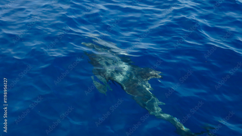 Fototapeta premium Top view of a dolphin swimming near the sea surface. Silhouette of a dolphin underwater. Aerial view through clear water of a dolphin swimming underwater.