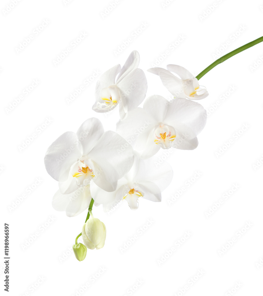 Orchid branch with white flowers isolated on white background