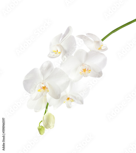 Obraz na płótnie Orchid branch with white flowers isolated on white background w salonie