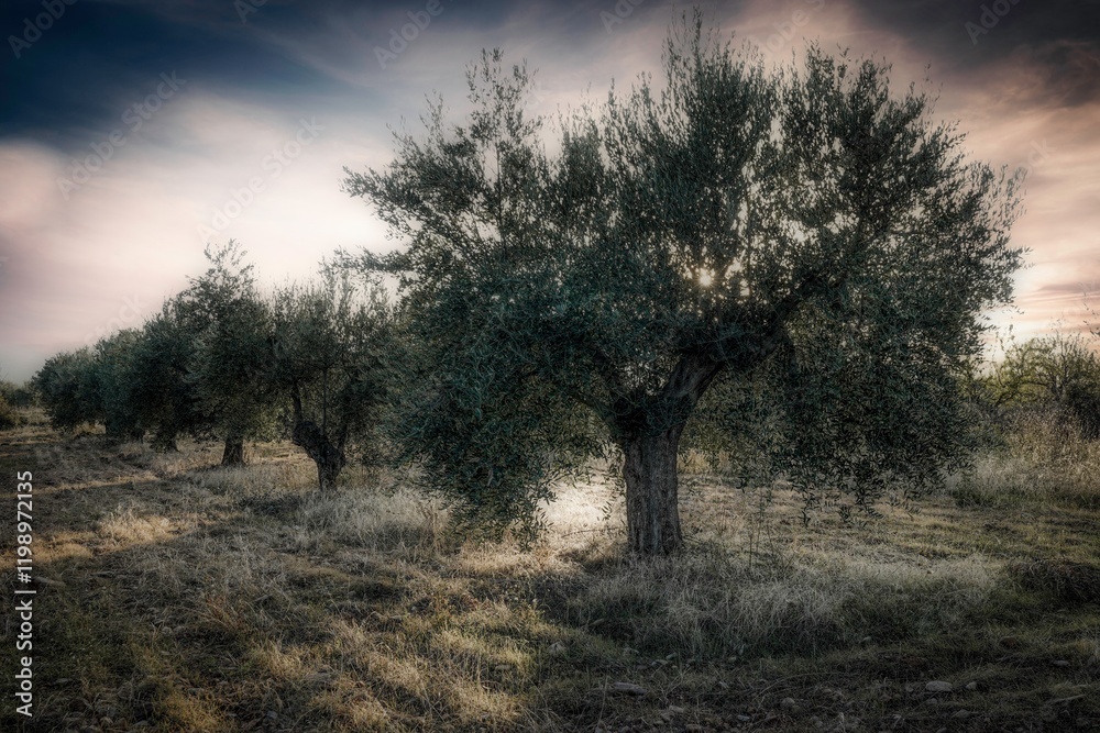 Oak barrels and casks for wine ageing