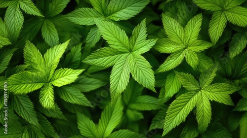 Close up view of lush vibrant green leaves creating a rich natural texture with ample space for text on a dark backdrop.