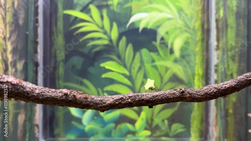 green ant forest
