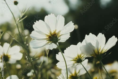 Wallpaper Mural Close-up of white flowers growing in a green field Torontodigital.ca