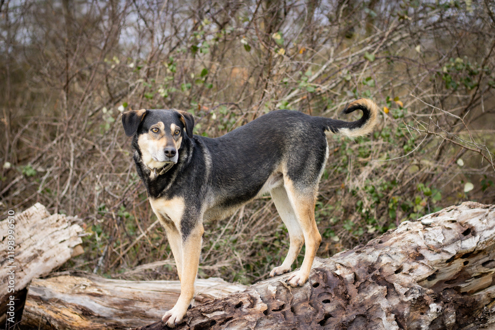 Black and brown dog standing on a big log Black and brown dog standing on a big log