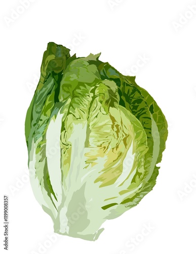 Illustration of a fresh green Romaine lettuce on a white background.