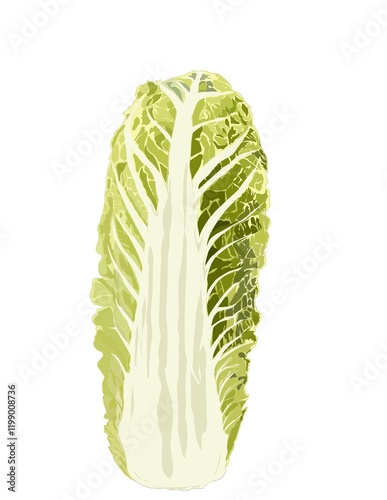 Illustration of a fresh green cabbage on a white background.