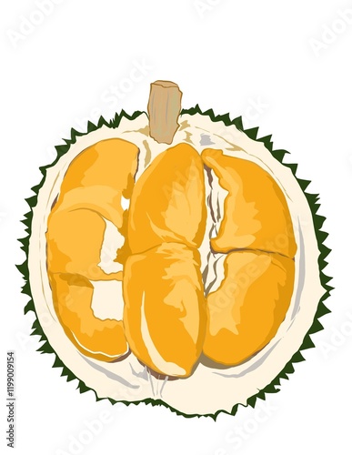 Illustration of King of Tropical fruits also known as Durian. Golden yellow of Durian's pulp. Popular fruits in Malaysia, Indonesia and Thailand.