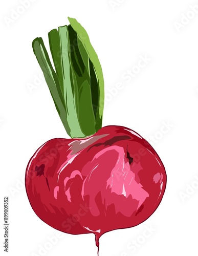 Illustration of fresh radish with leaves, red radish and white radish
