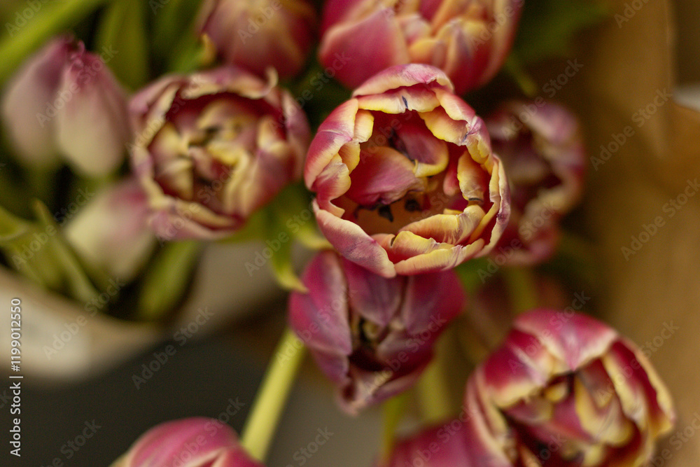 Soft pink tulip heads, blurred background Soft pink tulip heads, blurred background