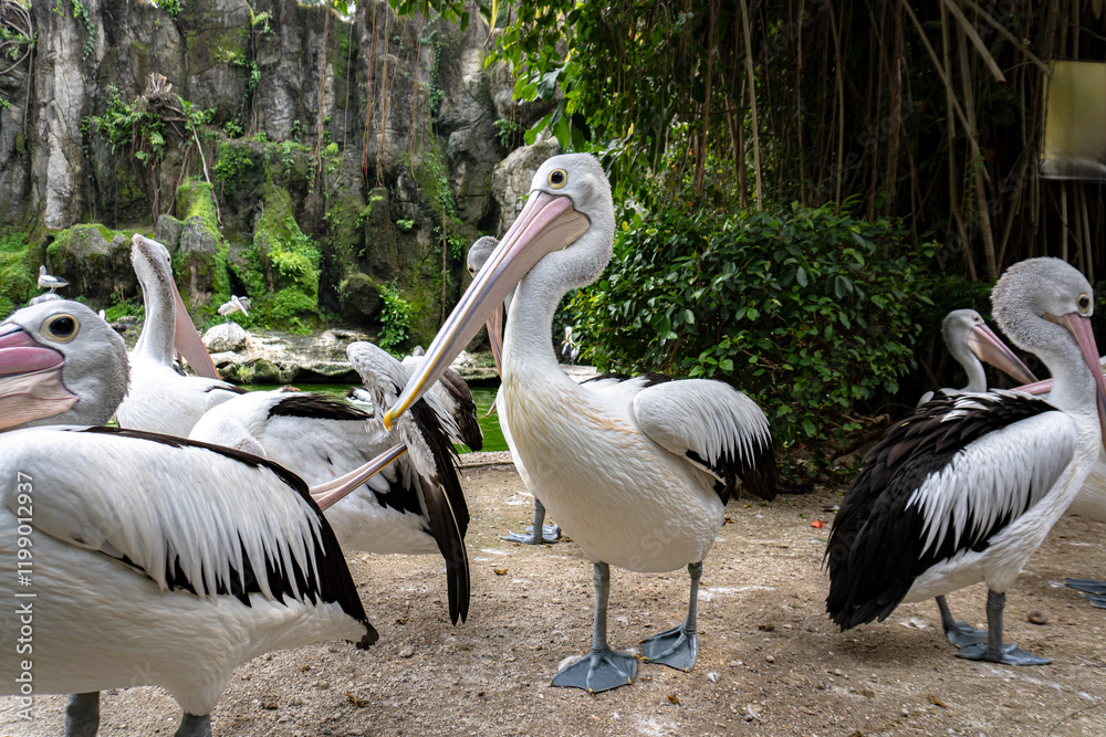 A flock of Australian pelicans stands on gravel near lush greenery and a rocky wall.