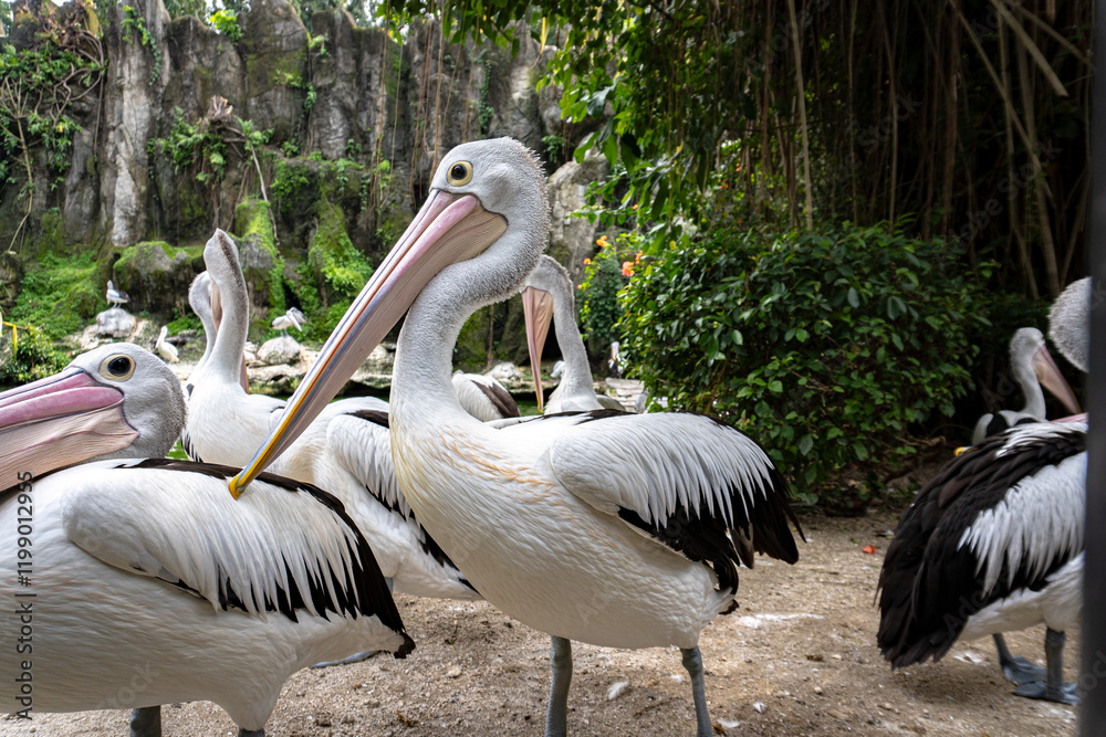 A group of Australian Pelicans stand together, their distinct beaks and white feathers prominent in a natural outdoor setting. A group of Australian Pelicans stand together, their distinct beaks and white feathers prominent in a natural outdoor setting.