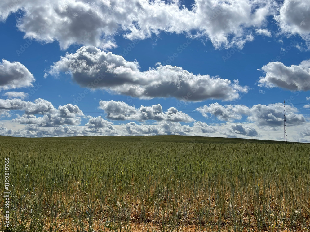 Fototapeta premium Vast green field with wild grasses under a bright blue sky filled with white fluffy clouds in the countryside.