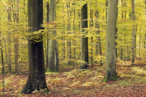Forêt de hêtres