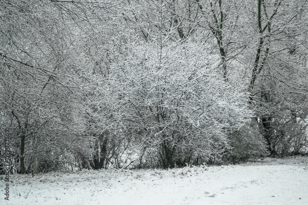 Fototapeta premium Tree branches after morning frost against the background of fog.