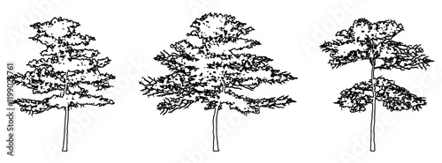 Set or collection of Almond trees as a black line drawing silhouette on white background. Concept or conceptual vector for nature, planet, ecology conservation, strength, endurance and  beauty