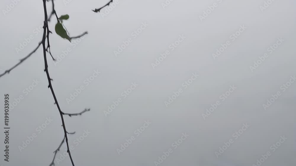 branches against sky branches against sky