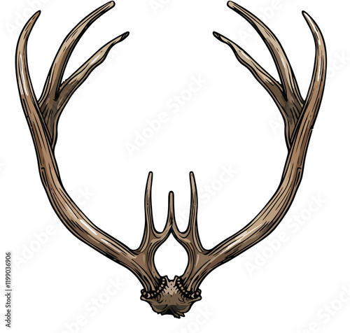 Geweih, Hirsch, Reh, Outdoor - Vektor