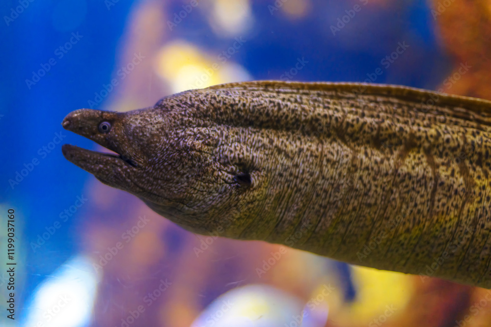 Close-up of a moray eel in an aquarium, showcasing its textured, mottled skin and open mouth, with a blurred, colorful background of water and aquatic elements