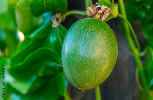 Nascent purple passion fruit (Passiflora edulis) or granadilla on the vine.  photo