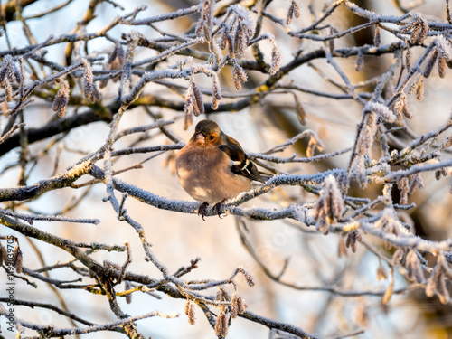 Buchfink (Fringilla coelebs) photo