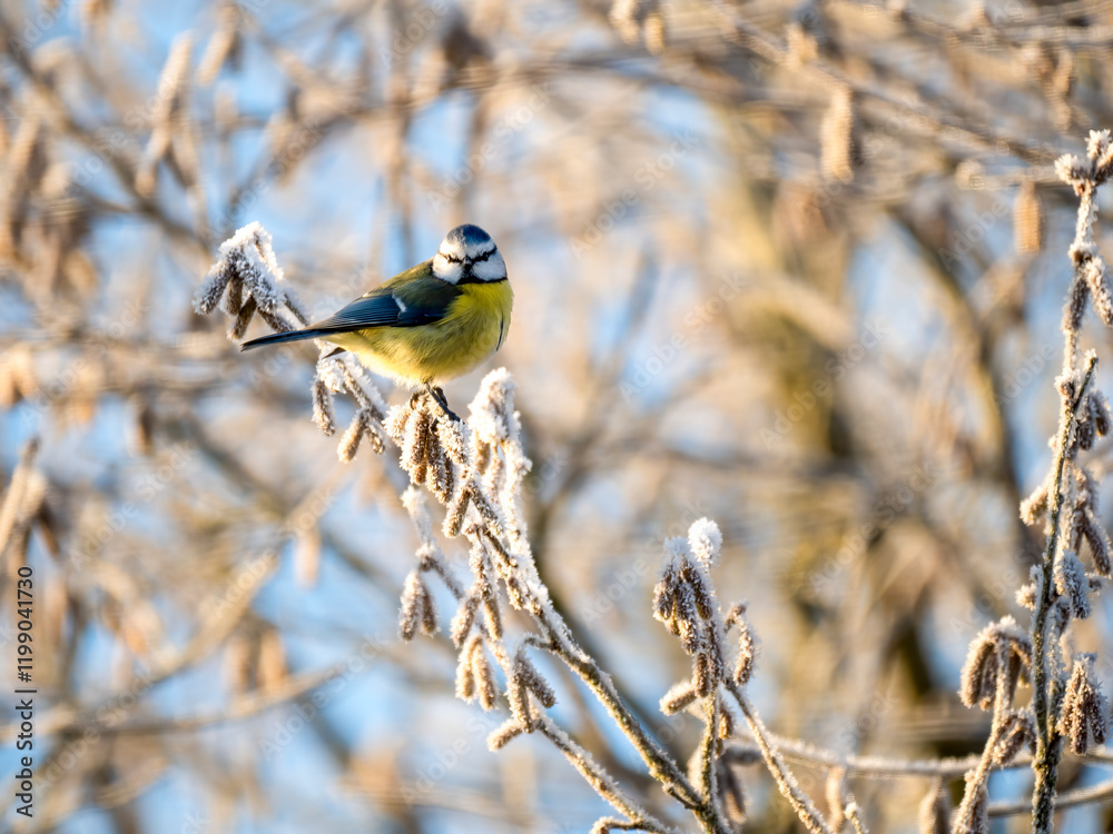 Naklejka premium Blaumeise (Cyanistes caeruleu)