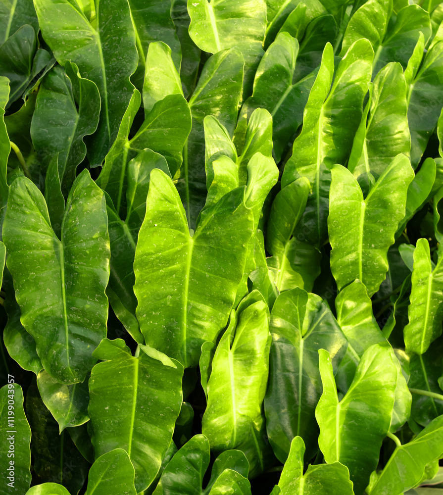 Fototapeta premium A bunch of green leaves are in a row