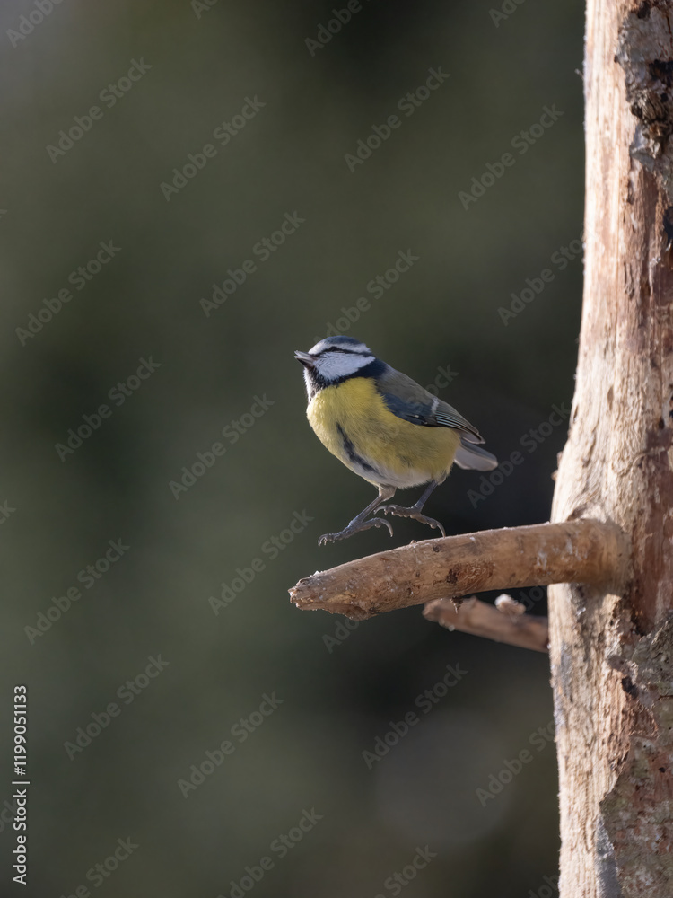 Blaumeise (Cyanistes caeruleu) Blaumeise (Cyanistes caeruleu)