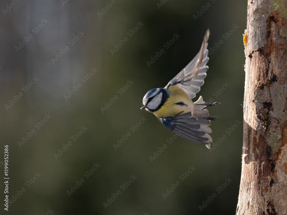 Obraz premium Blaumeise&nbsp;(Cyanistes caeruleu)