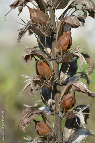 Balkan bears breeches seed pods photo