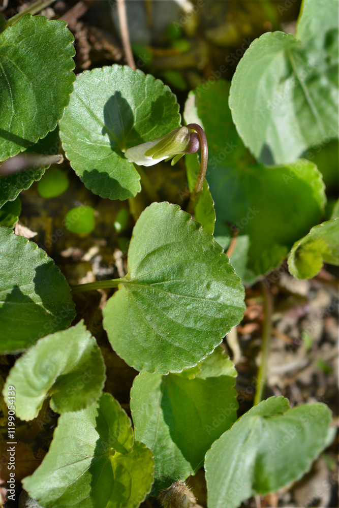 Obraz premium Common blue violet leaves
