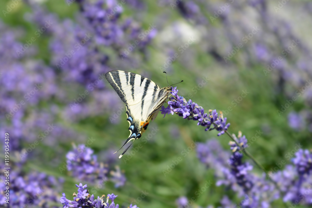 Common lavender flowers with butterfly on them Common lavender flowers with butterfly on them
