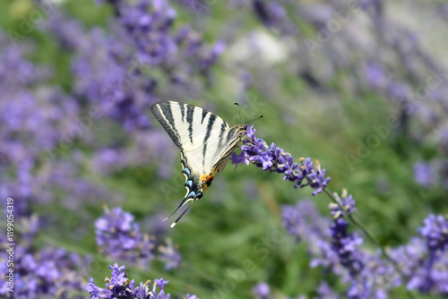 Common lavender flowers with butterfly on them photo