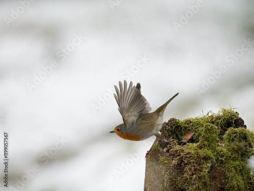 Rotkehlchen (Erithacus rubecula) photo